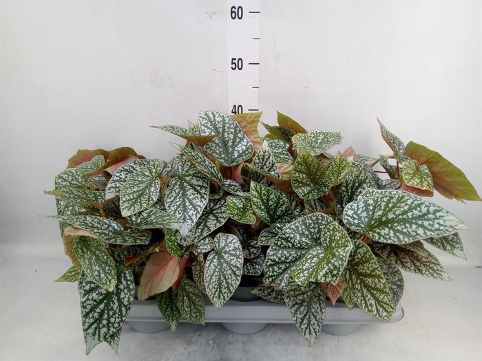<h4>Begonia maculata</h4>