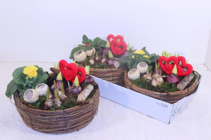 <h4>ARR TUINPLANTEN</h4>