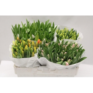 Tulipa si mix 4 colours