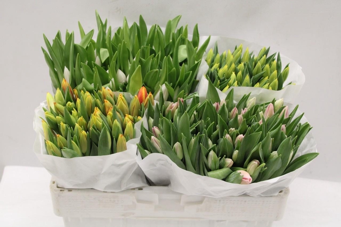 <h4>Tulipa si mix 4 colours</h4>