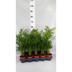 Chamaedorea elegans