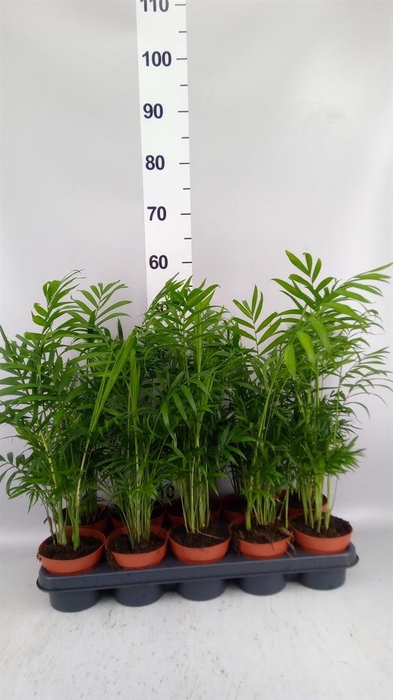 <h4>Chamaedorea elegans</h4>