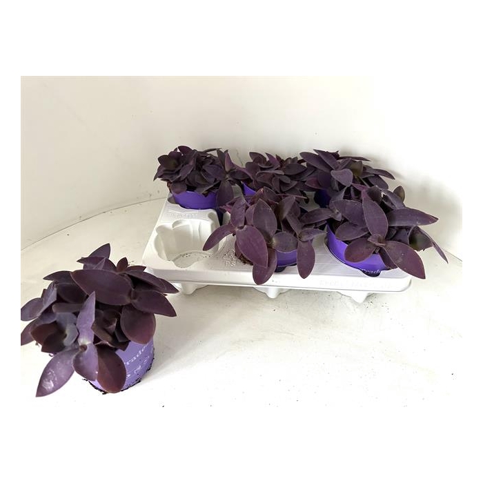 <h4>Tradescantia pallida Purple Heart 12Ø 10cm</h4>