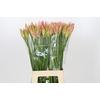 Nerine Vesta K
