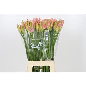 Nerine Vesta K
