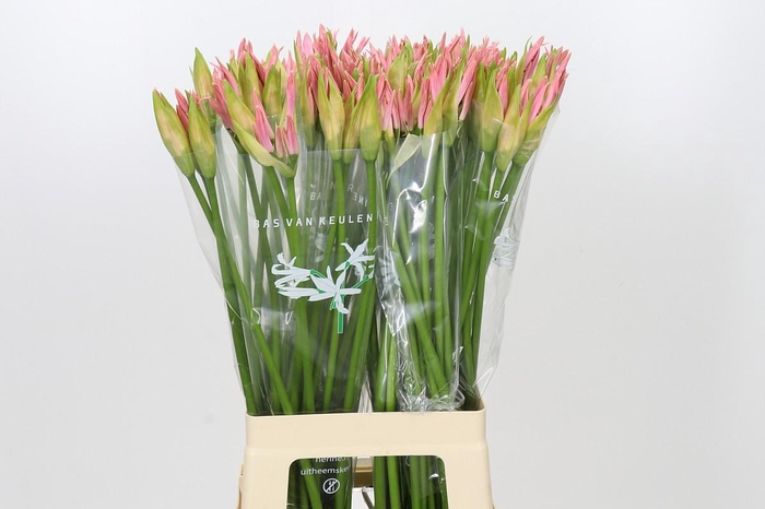 <h4>Nerine Vesta K</h4>