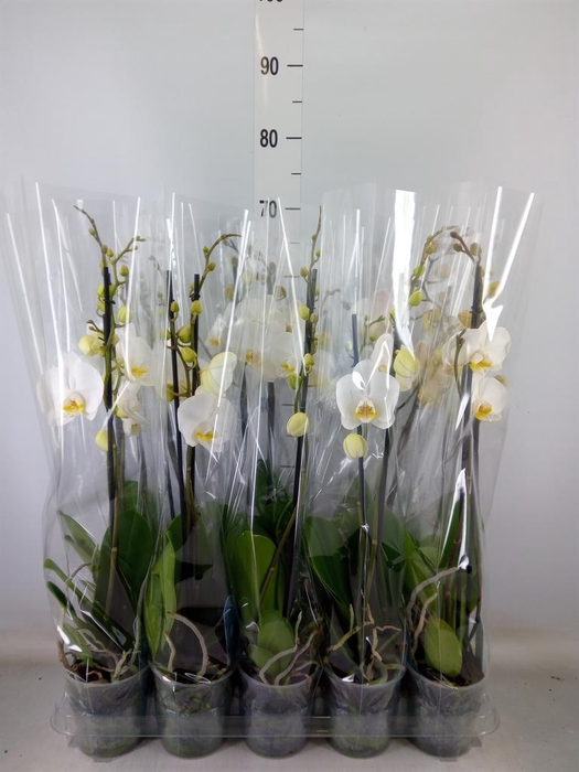 <h4>Phalaenopsis   ...</h4>