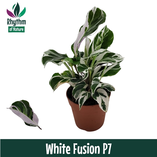 <h4>Calathea 7cm White Fusion</h4>