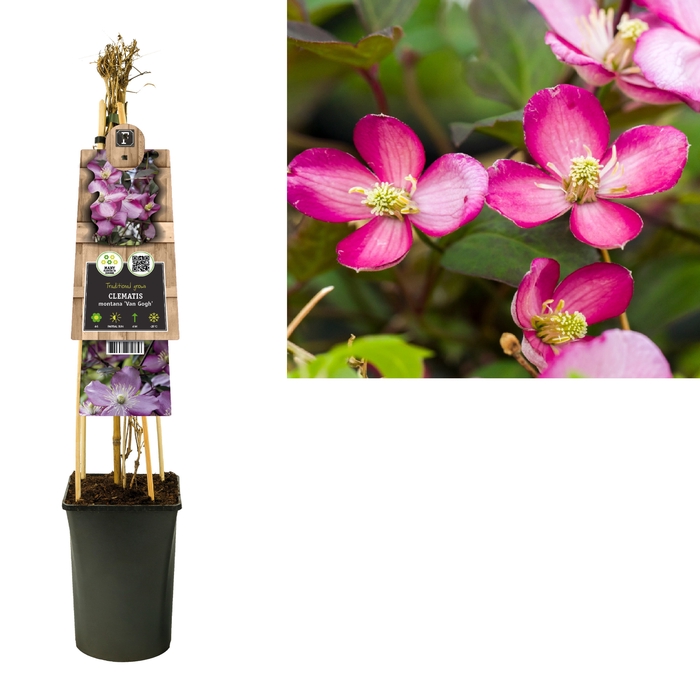 <h4>Clematis montana 'Van Gogh' 3.0 label</h4>