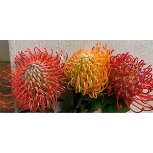 Leucospermum Mix (AyobaSun/AyobaRed/Succession)