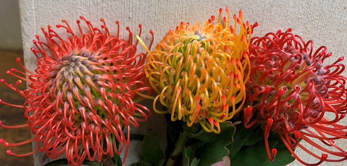 <h4>Leucospermum Mix (AyobaSun/AyobaRed/Succession)</h4>
