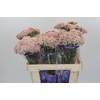 Ozothamnus Cooks Pink