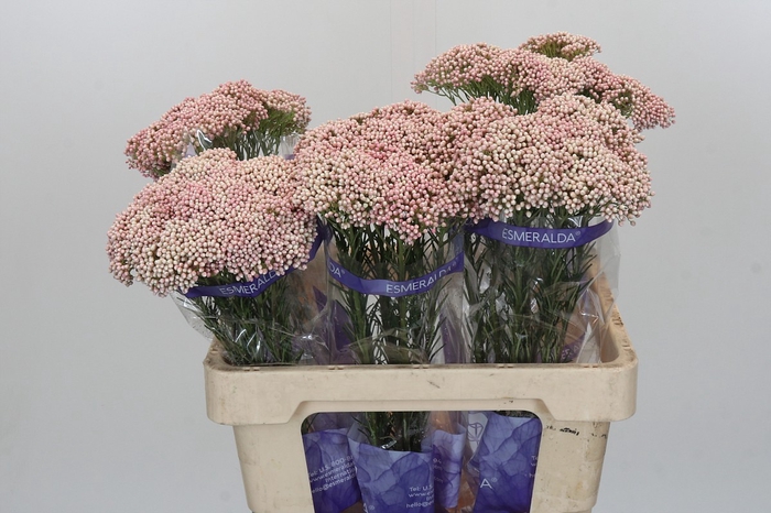 <h4>Ozothamnus Cooks Pink</h4>