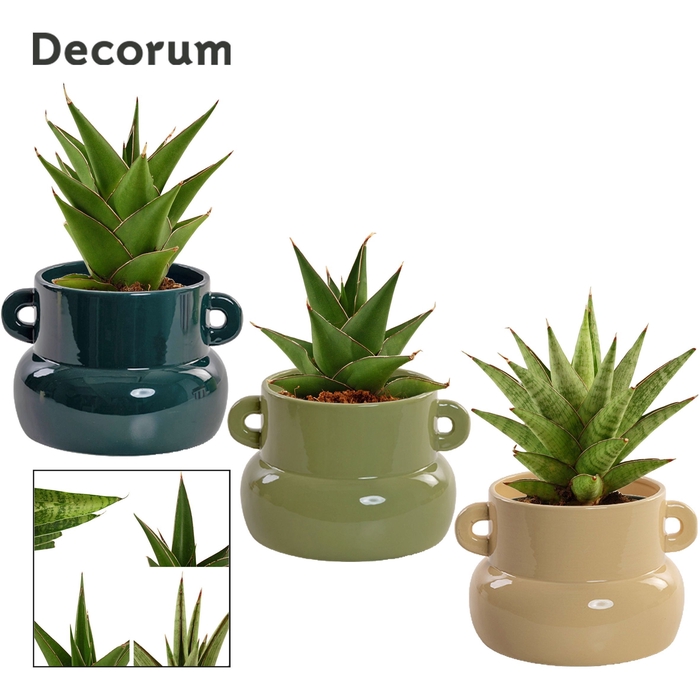 Sansevieria Crown mix 9 cm in Lucy (Top blend-collection)