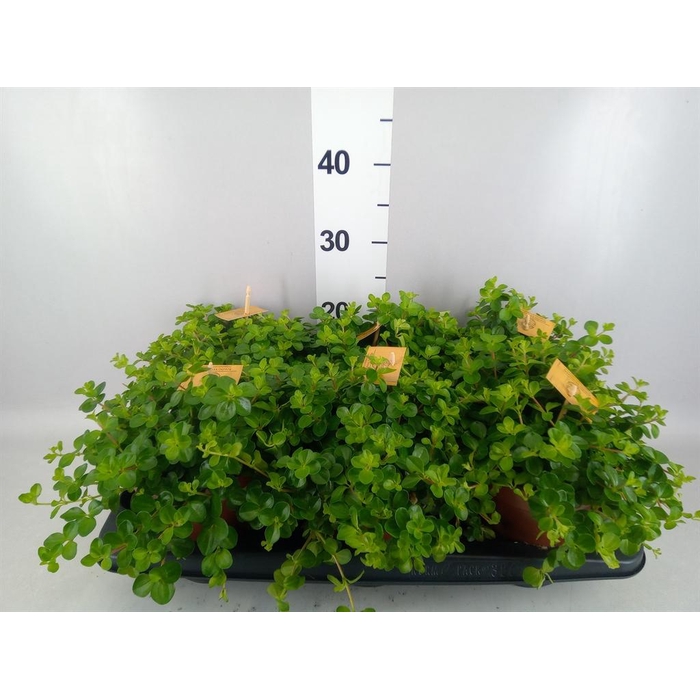 <h4>Peperomia rotundifolia</h4>
