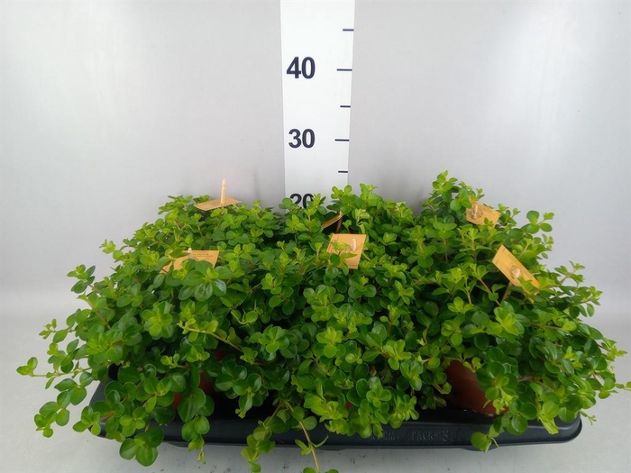 Peperomia rotundifolia
