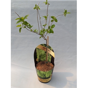 Hydrangea Paniculata op stam 'Limelight' 17cm in potcover 'Classic- line'