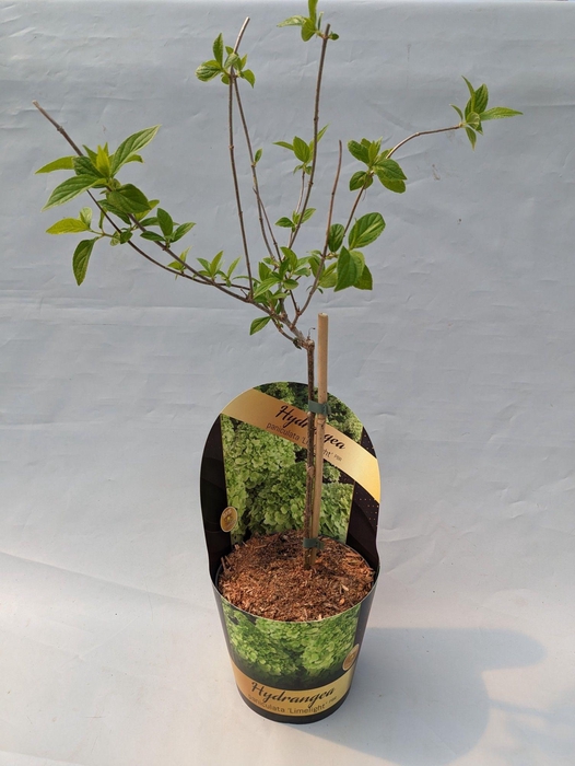<h4>Hydrangea Paniculata op stam 'Limelight' 17cm in potcover 'Classic- line'</h4>