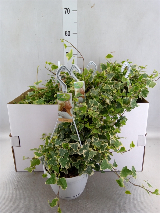 <h4>Hedera helix 'White Wonder'</h4>