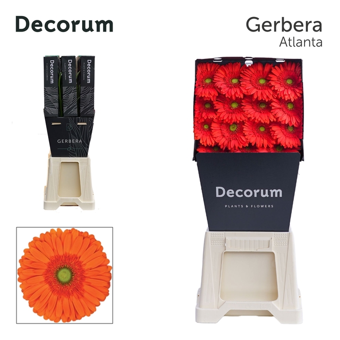 <h4>Gerbera Atlanta Diamond</h4>