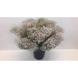 Mono Gyps rose x5