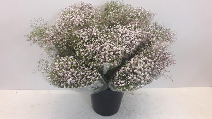 Mono Gyps rose x5