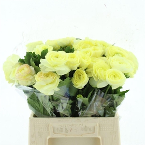 Ran Nat Moderna Limoncello