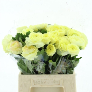 Ran Nat Moderna Limoncello