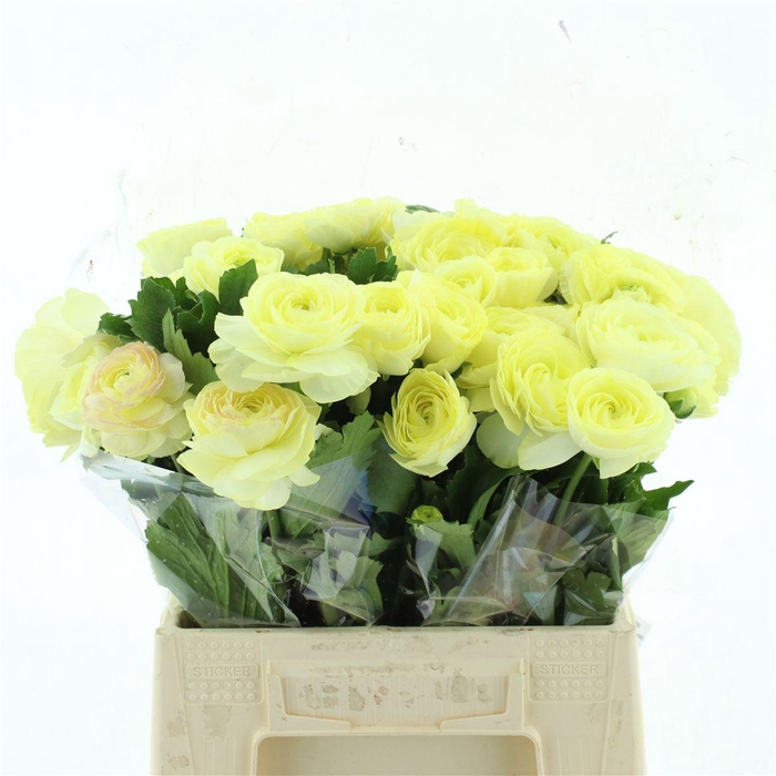 <h4>Ran Nat Moderna Limoncello</h4>