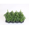 Antirrhinum majus overig
