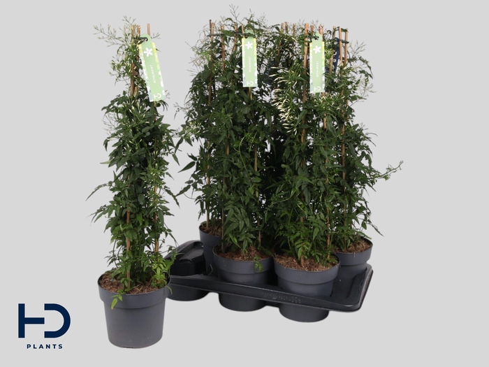 <h4>JASM POLYANTHUM WIT</h4>