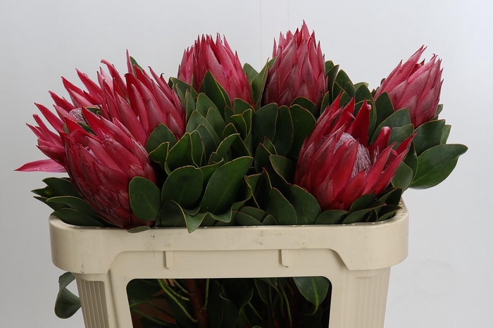 <h4>Protea Cynaroides Madiba</h4>