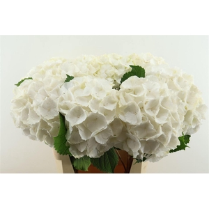 Hydr M White Verena 80-22