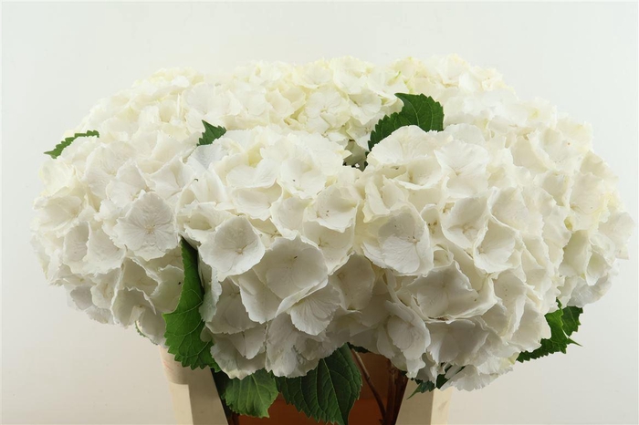 <h4>Hydr M White Verena 80-22</h4>