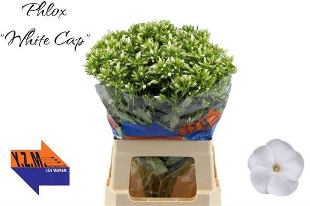 <h4>PHLOX P WHITECAP</h4>