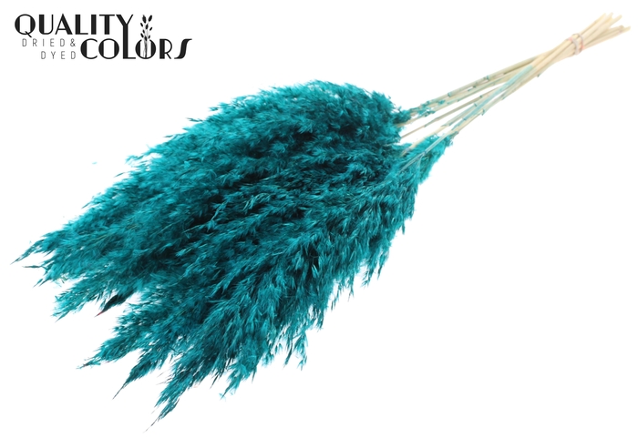 <h4>Pampas Grass 70cm 10st/bunch Bleached Turquoise</h4>