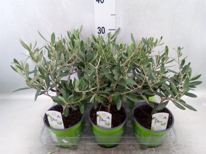 <h4>Olea europaea</h4>