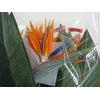 STRELITZIA LONG EXTRA