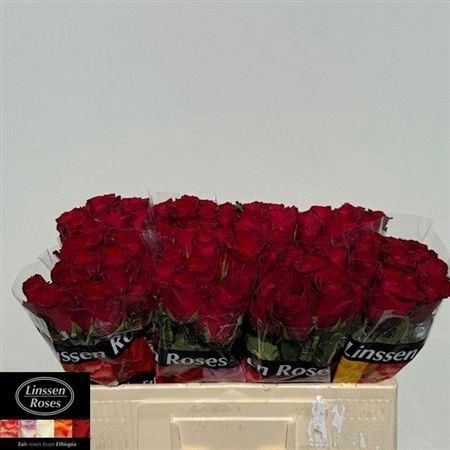 <h4>R Gr Madam Red</h4>