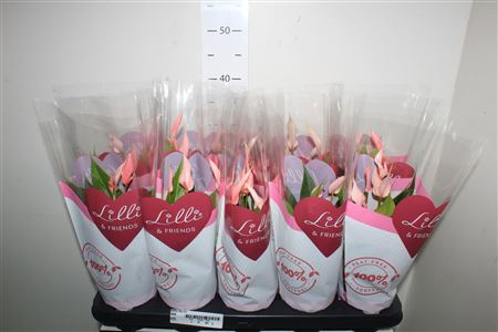 <h4>Anthu Lilli 5+</h4>