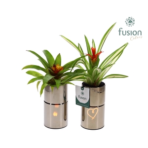 LED Glas tube planter met Guzmania