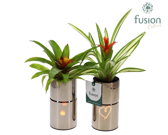 <h4>LED Glas tube planter met Guzmania</h4>