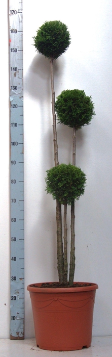 <h4>Thuja oc. Smaragd multibol 120-140 cm, 17 liter deco</h4>