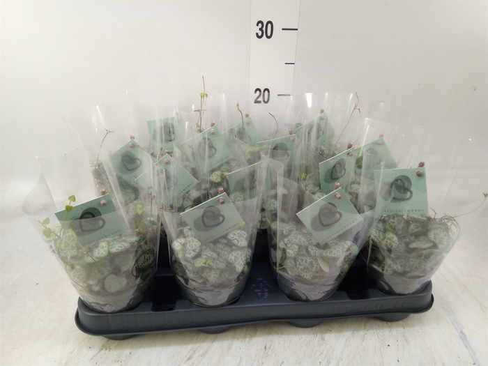 <h4>Ceropegia woodii ssp. woodii</h4>