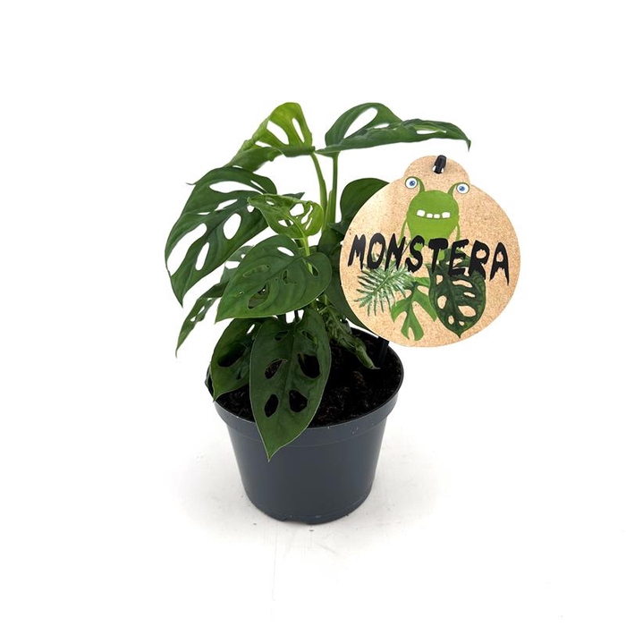 MONSTERA OBLIQUA P12 COMPACT