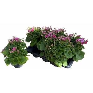 PERI C MAN P ROSE CH