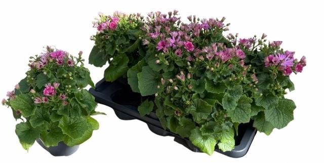 <h4>PERI C MAN P ROSE CH</h4>