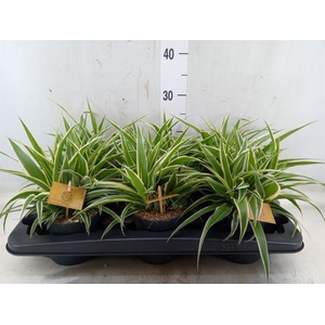 Chlorophytum com. 'Ocean'