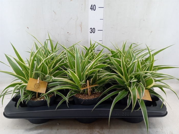 <h4>Chlorophytum com. 'Ocean'</h4>