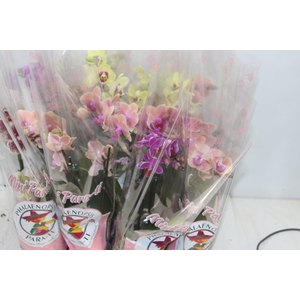 PHALAENOPSIS MINI P09 2 HT